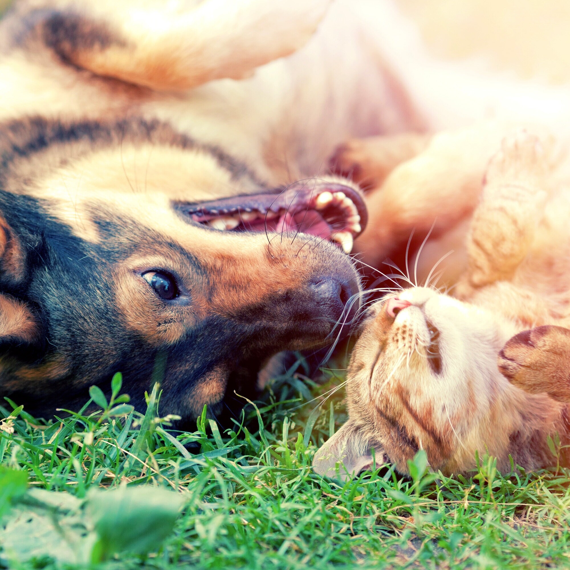 https://www.betteryou.se/pub_docs/files/Bpets_banner.jpg